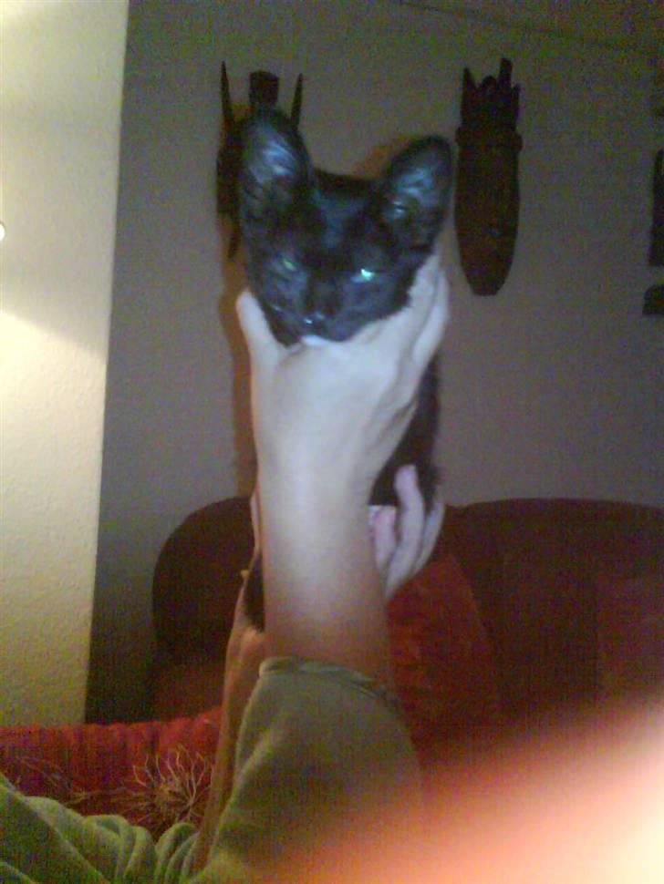 Blanding af racer Elvis billede 8