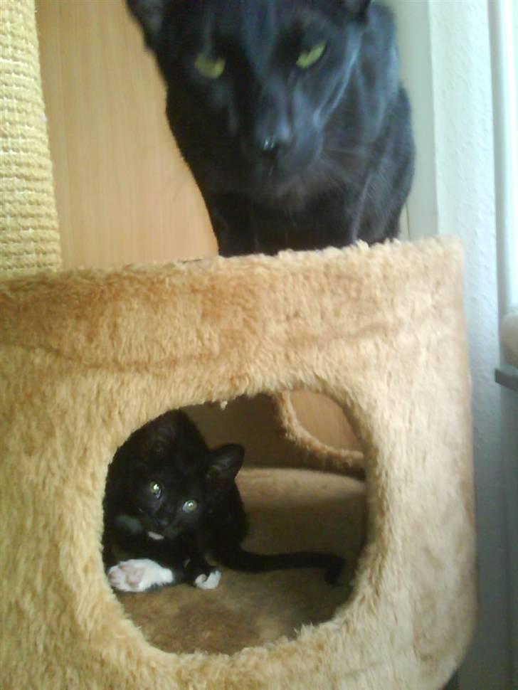 Blanding af racer Elvis billede 9