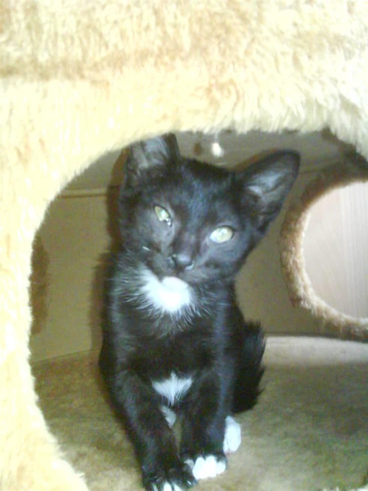 Blanding af racer Elvis billede 10