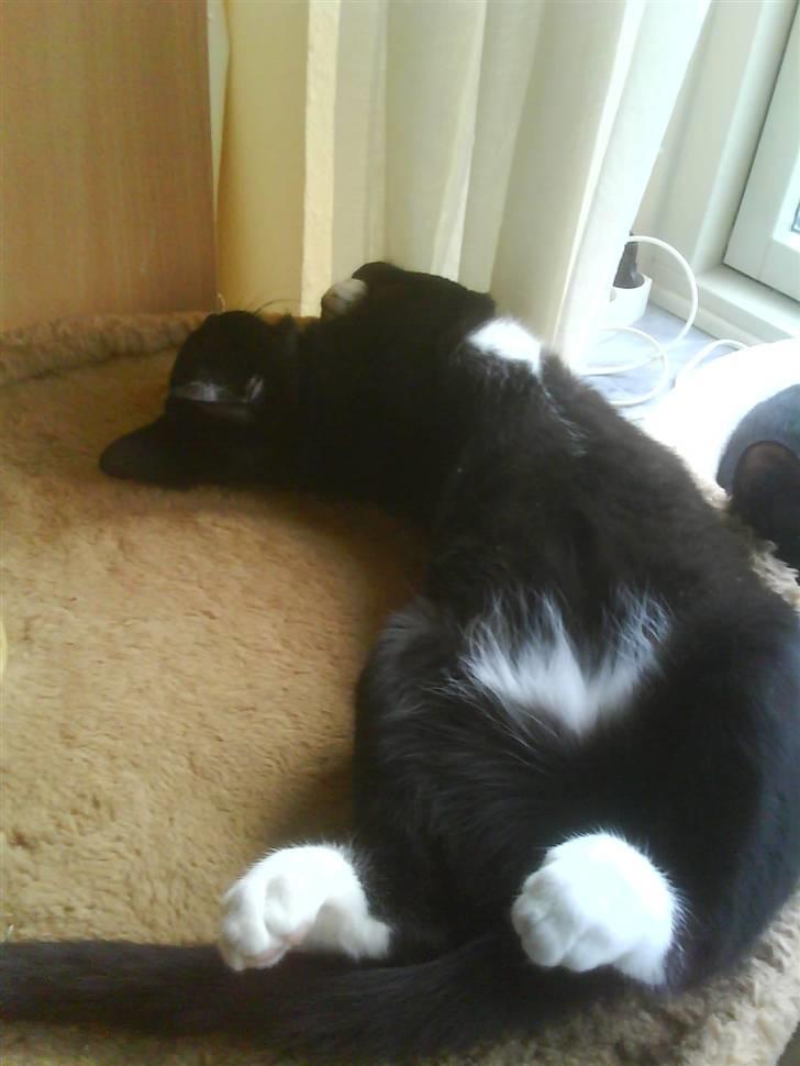 Blanding af racer Elvis billede 11