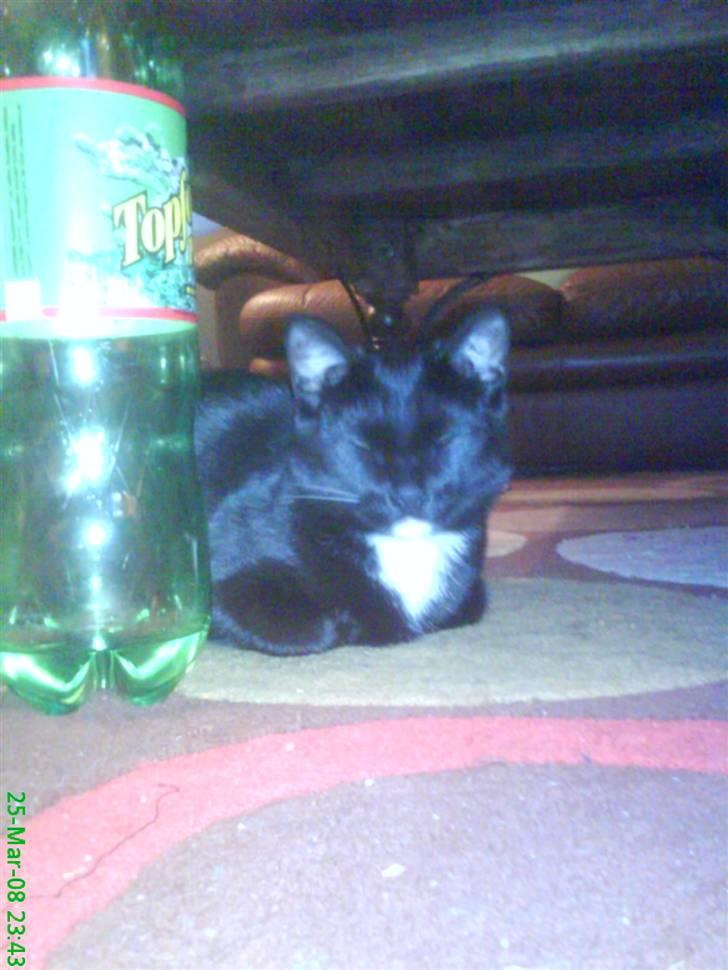 Blanding af racer Elvis billede 12