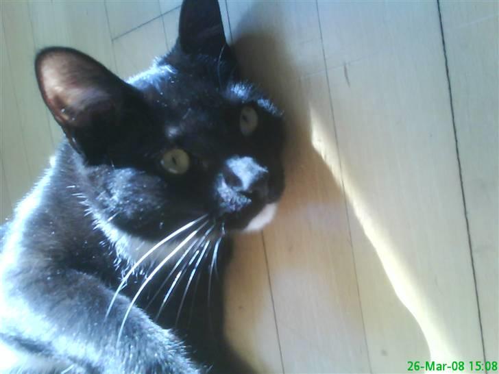 Blanding af racer Elvis billede 13