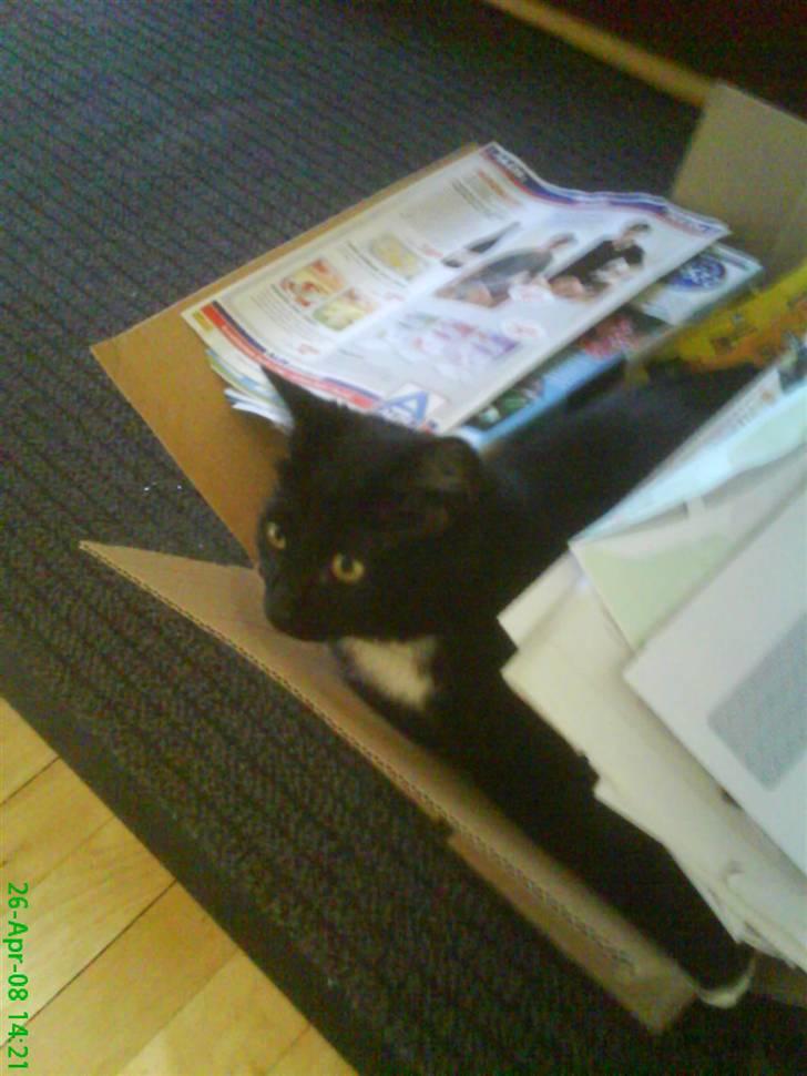 Blanding af racer Elvis billede 14