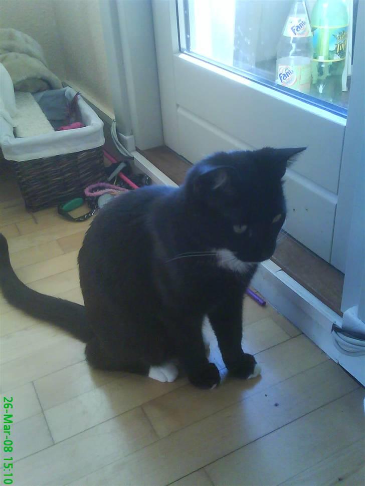 Blanding af racer Elvis billede 15