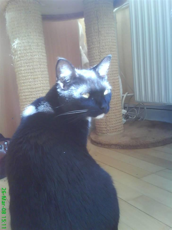 Blanding af racer Elvis billede 16