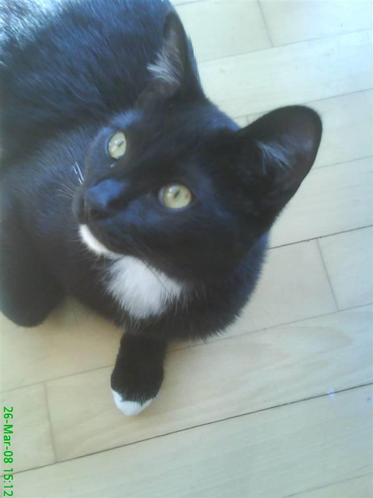 Blanding af racer Elvis billede 17