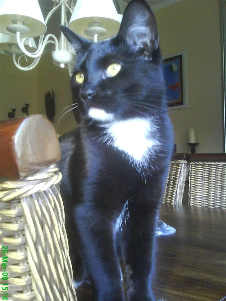 Blanding af racer Elvis billede 18