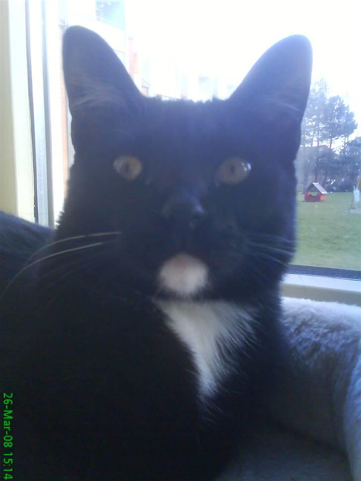 Blanding af racer Elvis billede 19