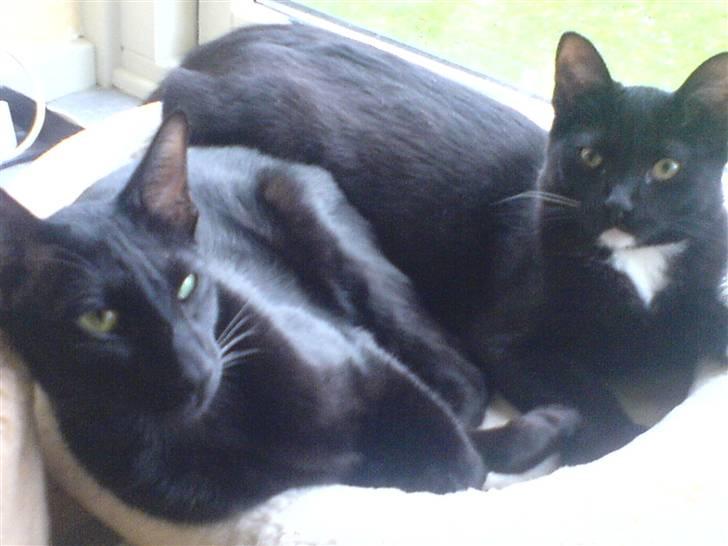 Blanding af racer Elvis billede 20