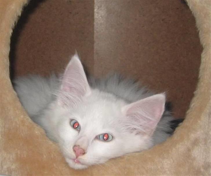 Norsk Skovkat Fyns Skovkatte's Annemone billede 11