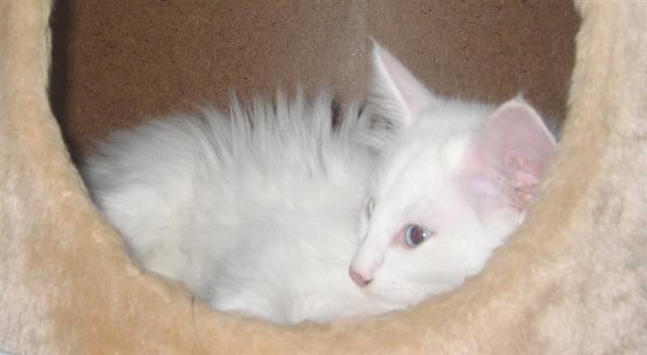 Norsk Skovkat Fyns Skovkatte's Annemone billede 12