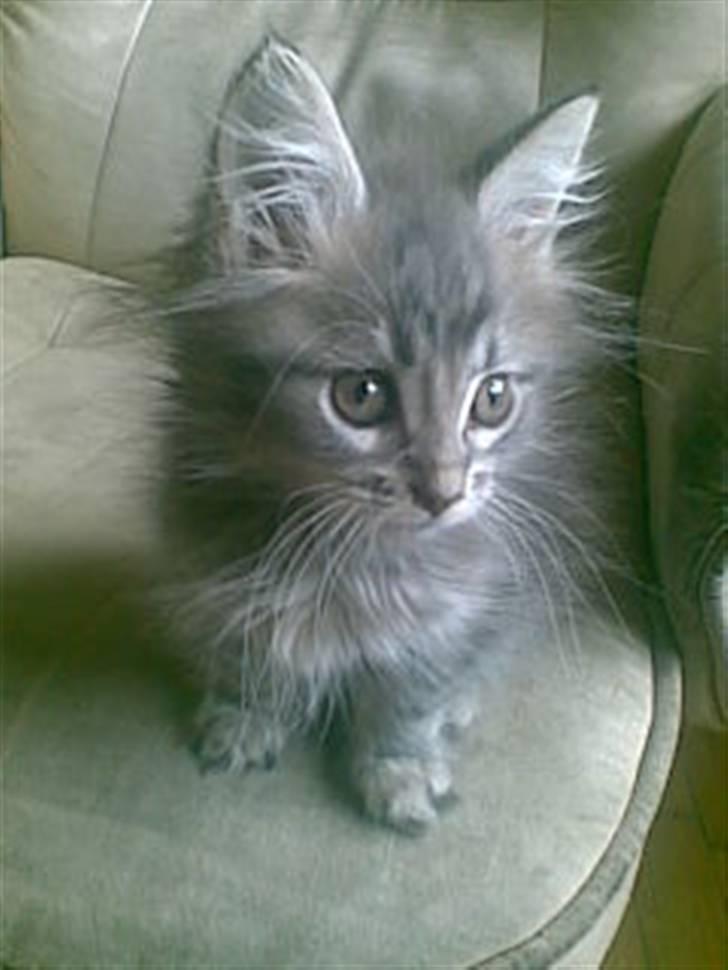 Maine Coon DK Maine entrances Nemo billede 6