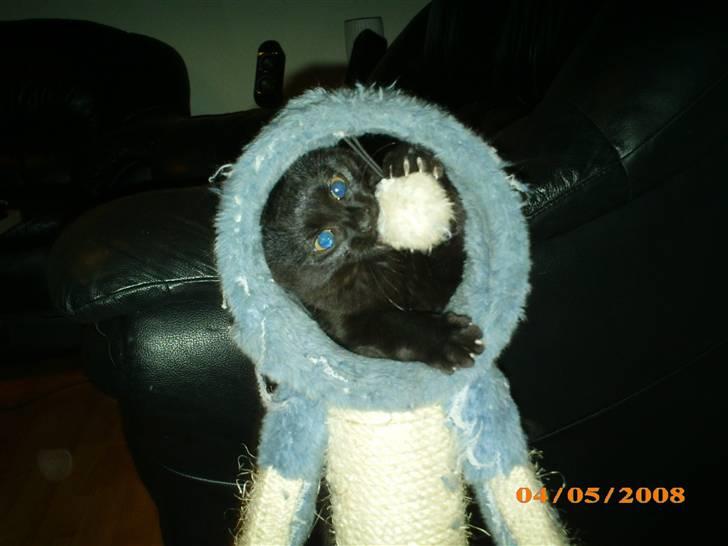 Huskat Calypso  billede 1