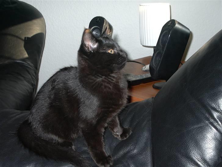 Huskat Calypso  billede 2