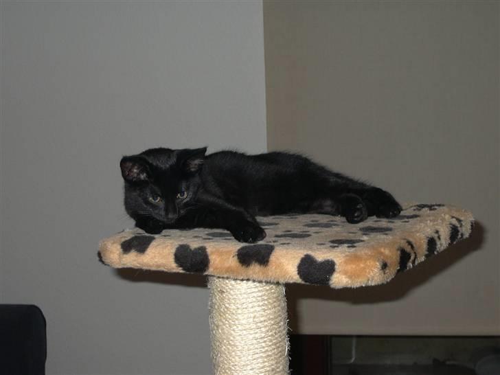 Huskat Calypso  billede 3