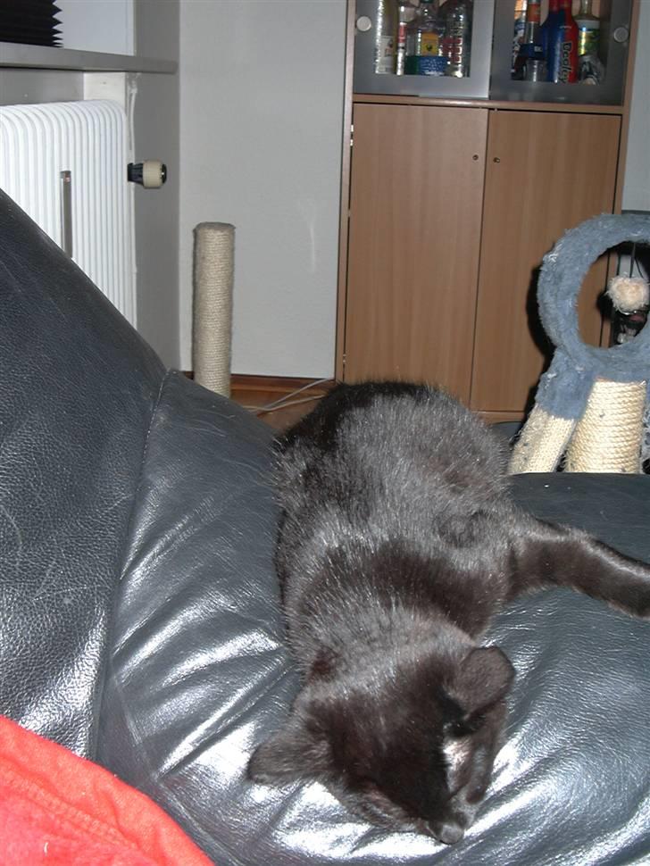 Huskat Calypso  - Puuh, det er hårdt at lege så meget.. Zzzzzz billede 4