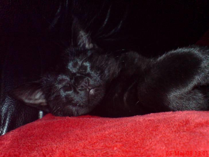 Huskat Calypso  billede 5