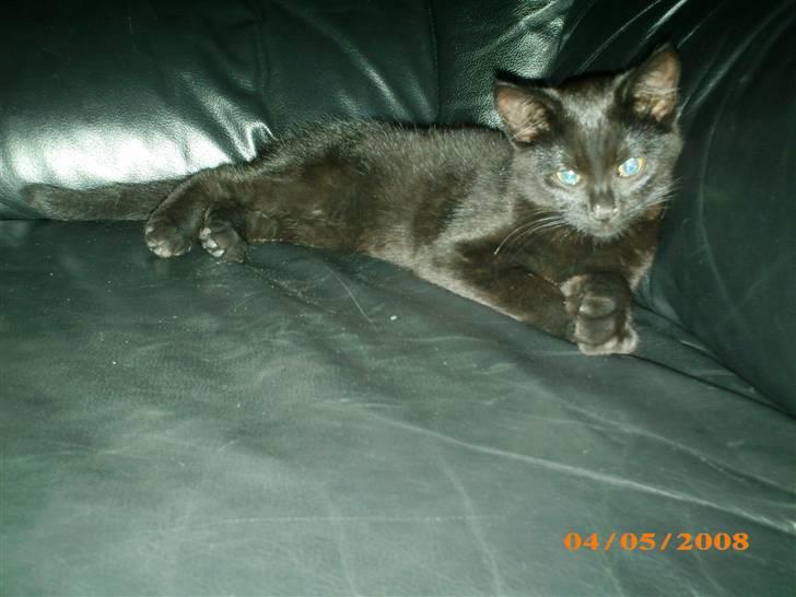 Huskat Calypso  billede 6