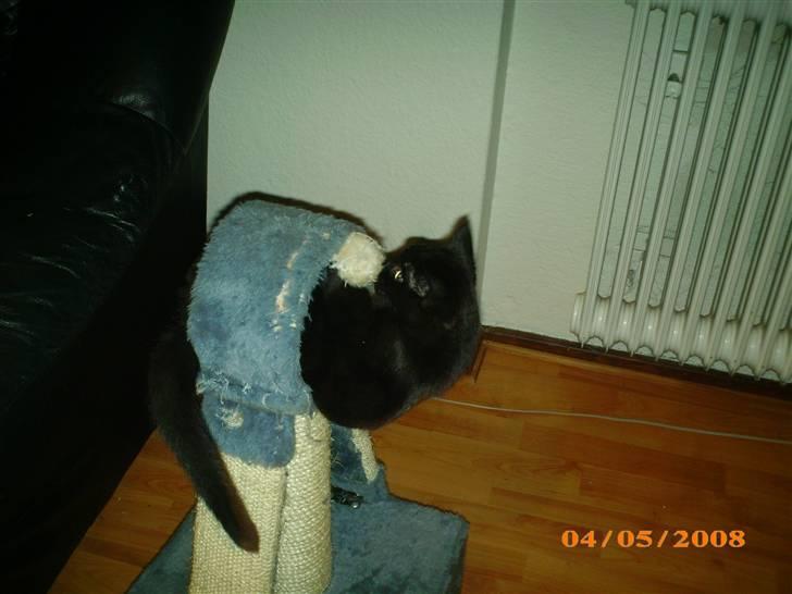 Huskat Calypso  billede 9