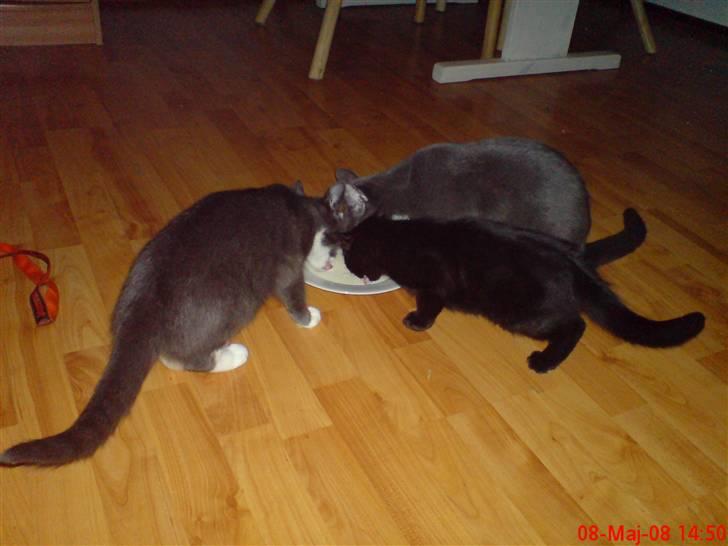 Huskat Calypso  billede 10