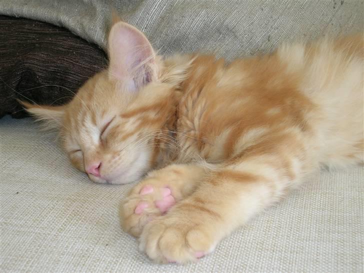 Maine Coon Lykken's Lystig - disse billeder er fra da vi lige havde fået ham hjem billede 14