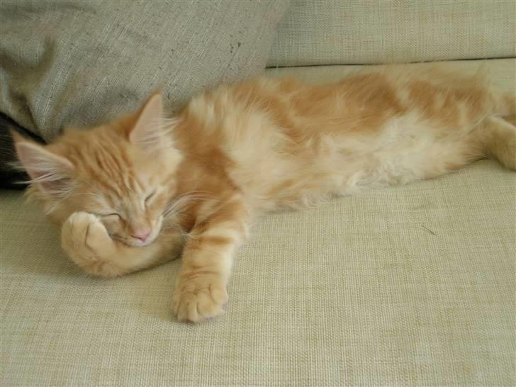 Maine Coon Lykken's Lystig billede 15
