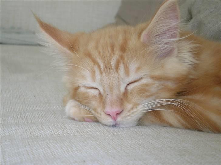 Maine Coon Lykken's Lystig billede 16