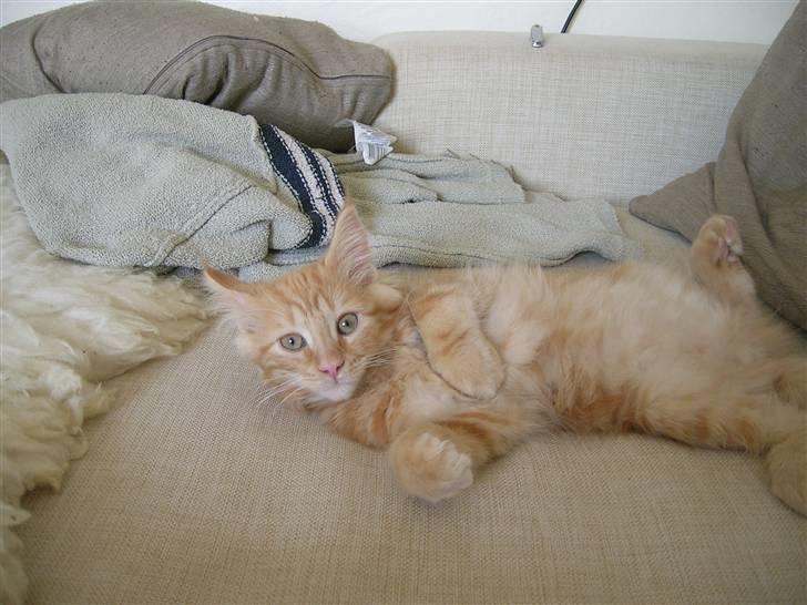Maine Coon Lykken's Lystig billede 17