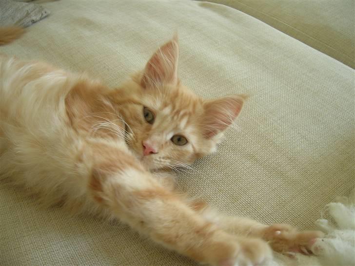 Maine Coon Lykken's Lystig billede 18