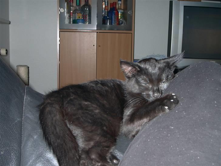 Huskat Calypso  - Mmm.. Hvor ligger man godt her.. =) billede 11