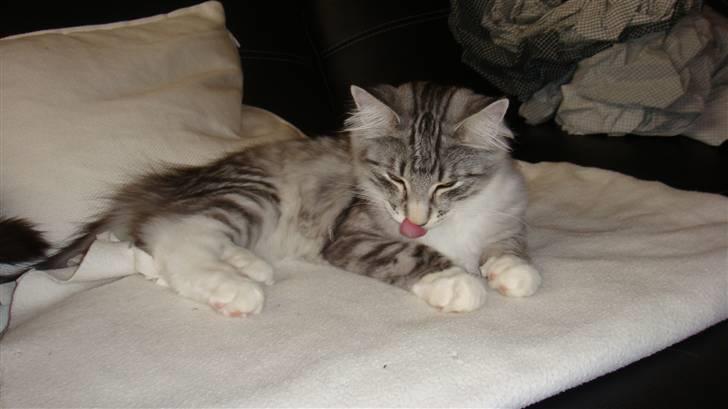 Norsk Skovkat Tyson billede 4