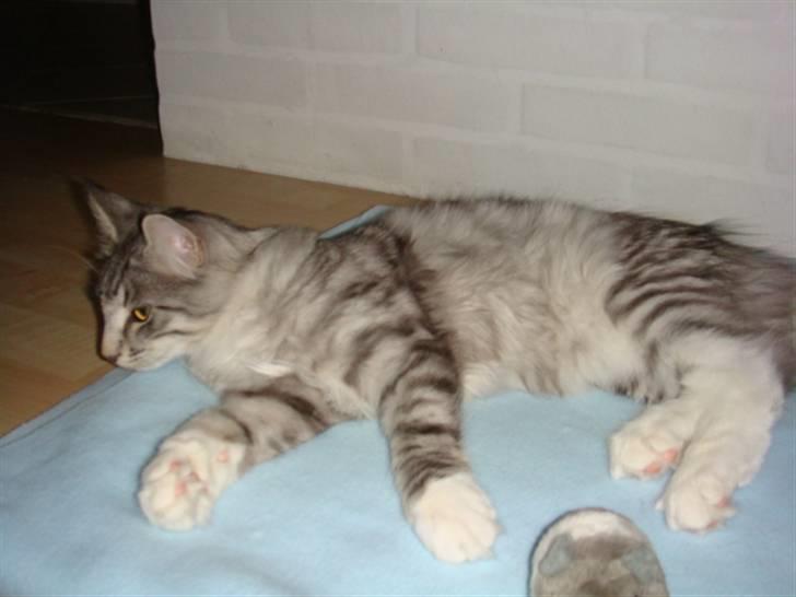 Norsk Skovkat Tyson billede 5