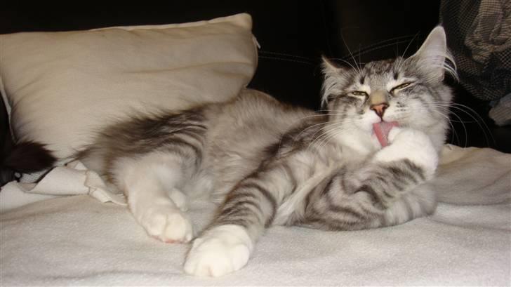 Norsk Skovkat Tyson billede 6