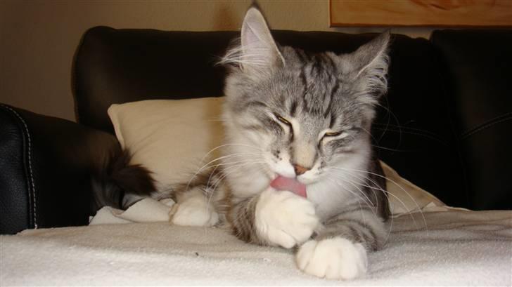 Norsk Skovkat Tyson billede 7