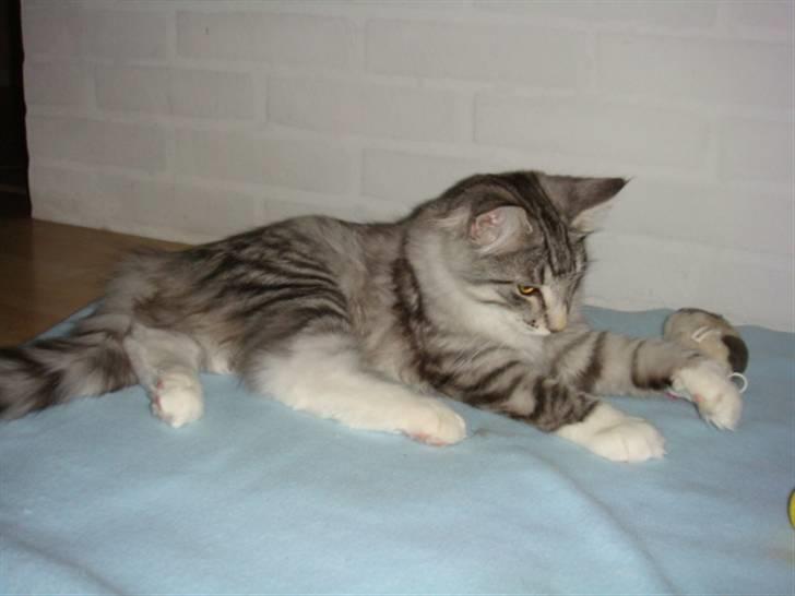 Norsk Skovkat Tyson billede 8