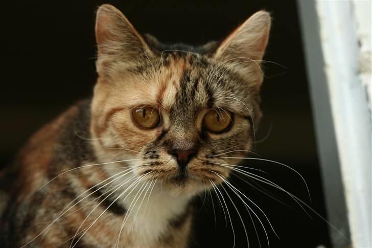 Blanding af racer Bonni billede 1