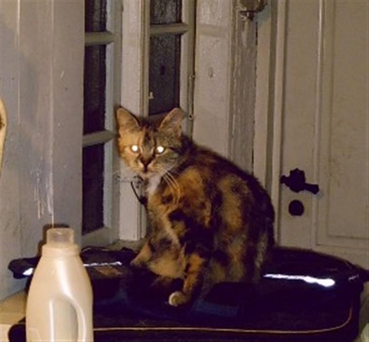 Blanding af racer Bonni billede 3