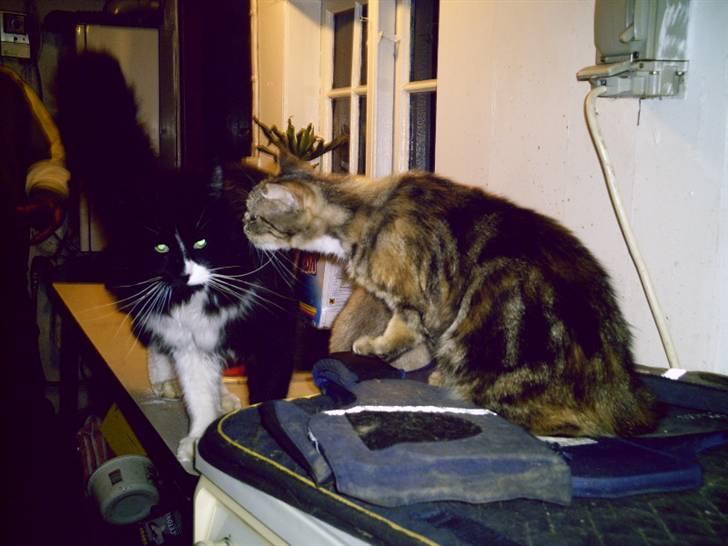 Blanding af racer Bonni billede 4