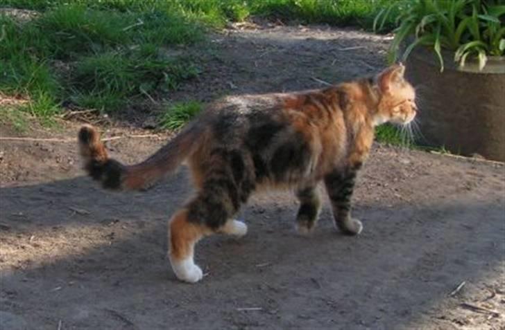 Blanding af racer Bonni billede 5