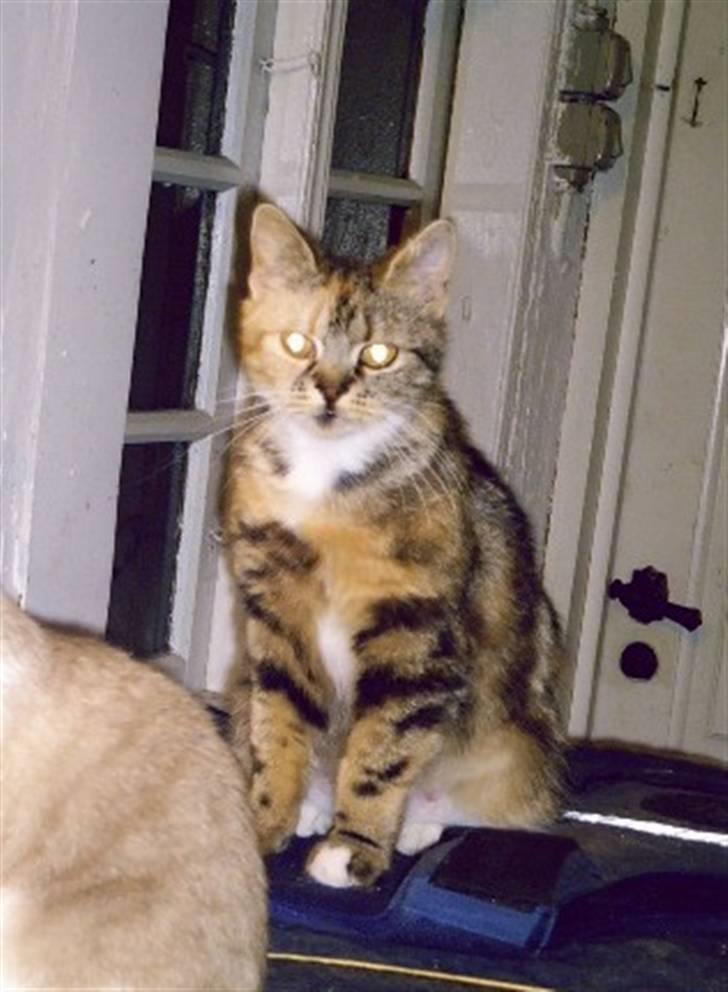 Blanding af racer Bonni billede 6