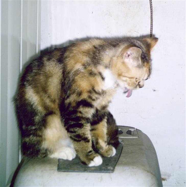 Blanding af racer Bonni billede 7