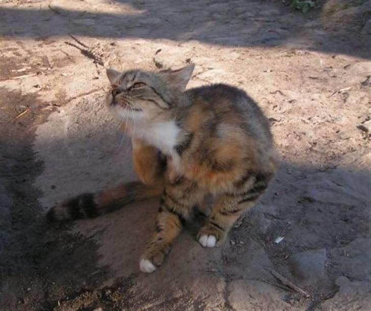 Blanding af racer Bonni billede 8