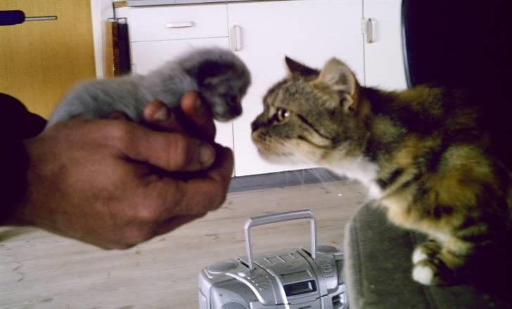 Blanding af racer Bonni billede 9