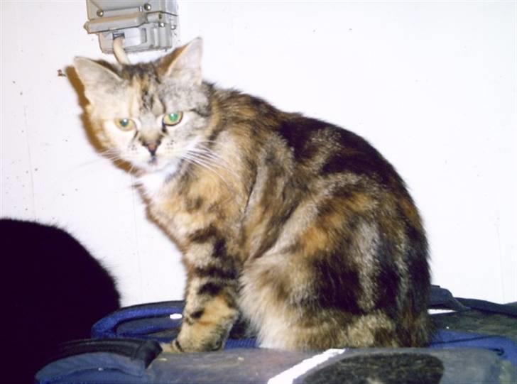 Blanding af racer Bonni billede 10