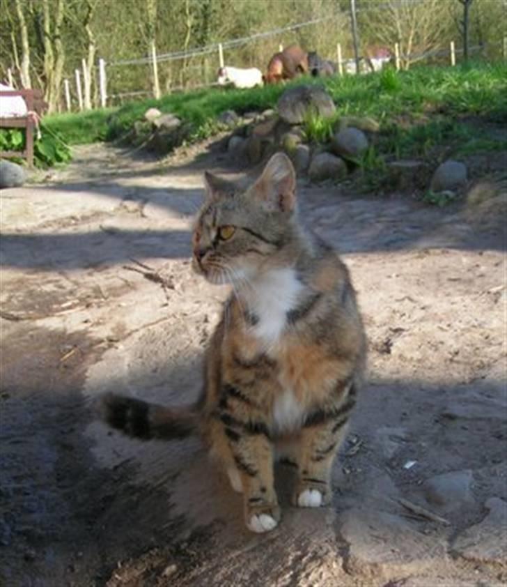 Blanding af racer Bonni billede 11