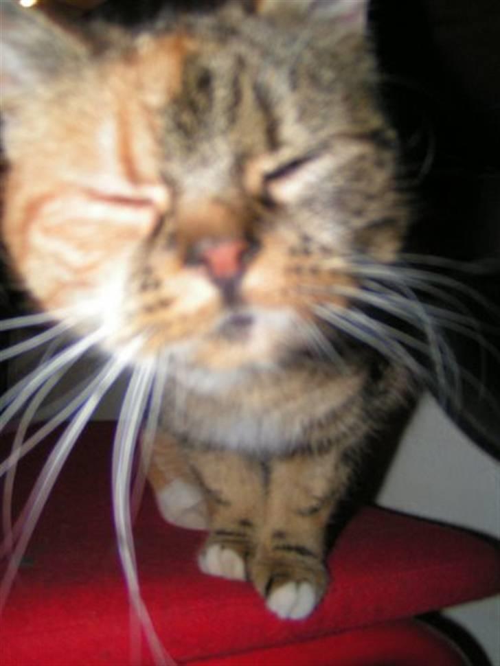 Blanding af racer Bonni billede 12