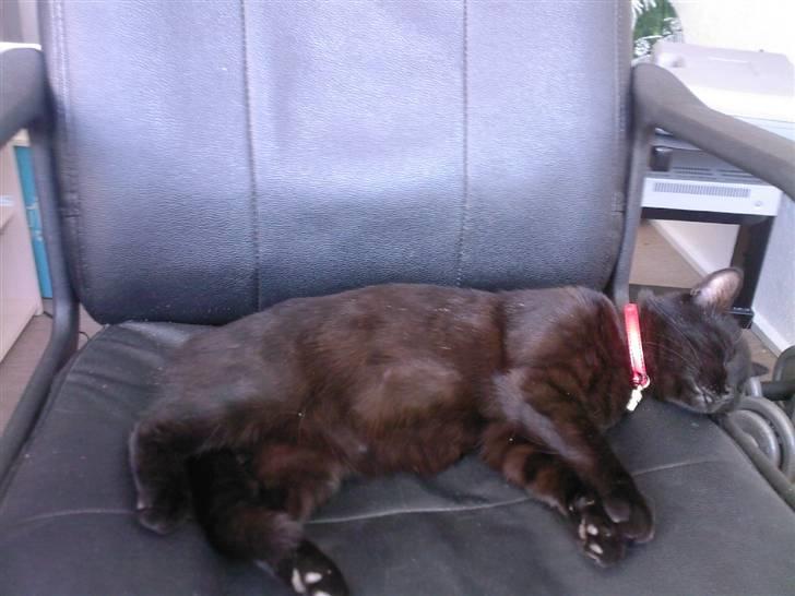 Huskat Zenia - Misser slapper af på stolen .. :)  billede 5