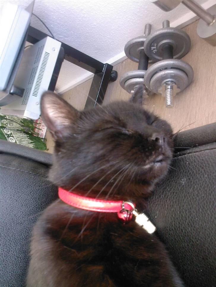 Huskat Zenia - Sover dybt :D billede 6