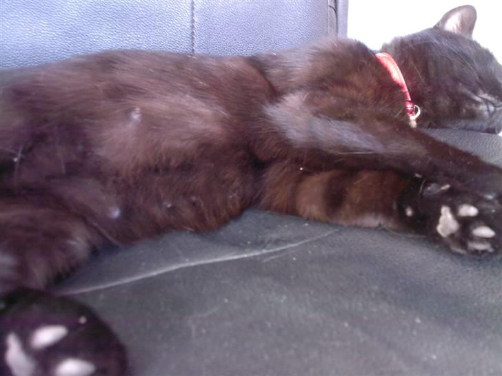 Huskat Zenia - sover videre :D billede 7