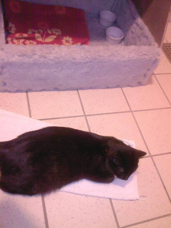 Huskat Zenia - Maven vokser stadig :) billede 8